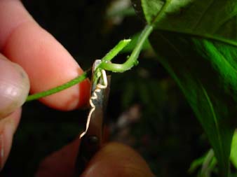 Passiflora Vermehrung Stecklinge