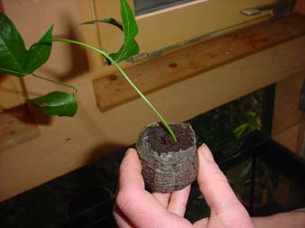 Passiflora Vermehrung Stecklinge