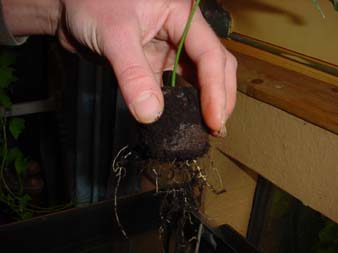 Passiflora Vermehrung Stecklinge